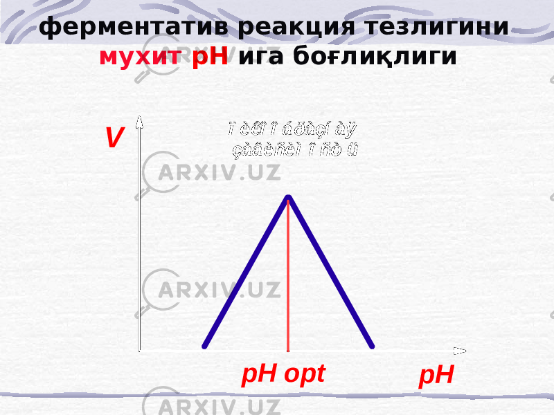 ферментатив реакция тезлигини мухит рН ига боғлиқлиги VpH pH opt ï èêî î á ðàçí àÿ çàâèñèì î ñò ü 