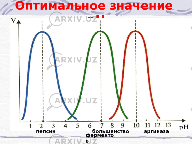 Оптимальное значение рН пепсин большинство аргиназа ферменто в 