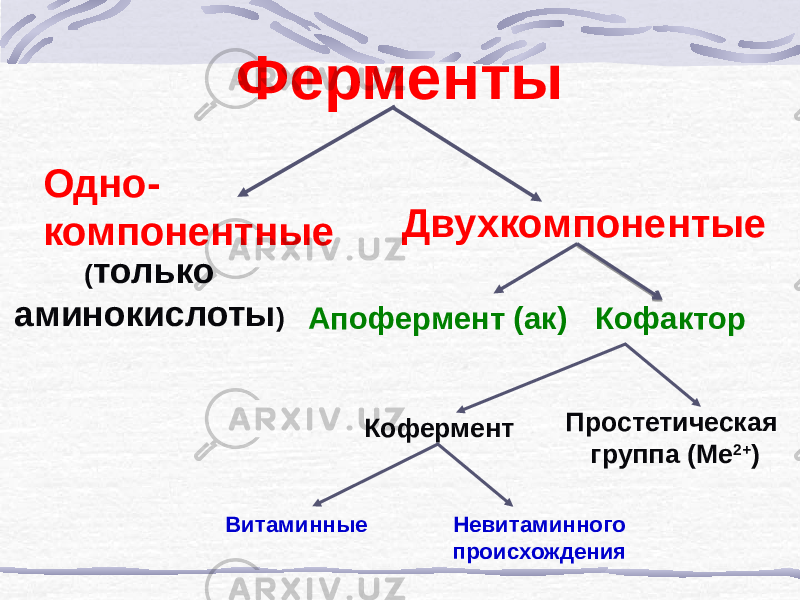 Ферменты Одно- компонентные ( только аминокислоты ) Двухкомпонентые Апофермент (ак) Простетическая группа (Ме 2+ )Кофактор Кофермент Витаминные Невитаминного происхождения 