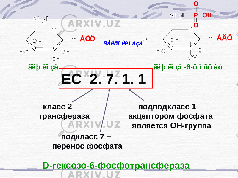 ЕС 2. 7. 1. 1 класс 2 – трансфераза подкласс 7 – перенос фосфата подподкласс 1 – акцептором фосфата является ОН-группа D-гексозо-6-фосфотрансферазаO ÑÍ 2ÎÍ O H O H O H O H + ÀÒÔ ãåêñî êè í àçà O ÑÍ 2Î O H O H O H O H + ÀÄÔ P O H O O ãë þ êî çà ãë þ êî çî -6-ô î ñô àò 