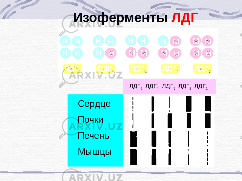 Изоферменты ЛДГ Сердце Почки Печень Мышцы ЛДГ 5 ЛДГ 4 ЛДГ 3 ЛДГ 2 ЛДГ 1 