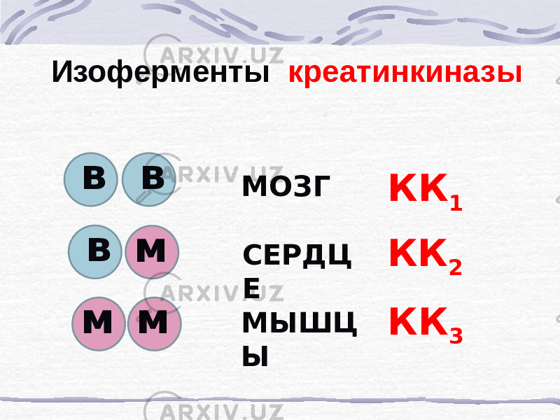 Изоферменты креатинкиназы в в в м м м МОЗГ СЕРДЦ Е МЫШЦ Ы КК 1 КК 2 КК 3 