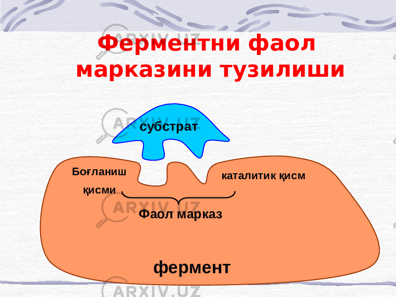 Ферментни фаол марказини тузилиши субстрат Боғланиш қисми каталитик қисм Фаол марказ фермент 