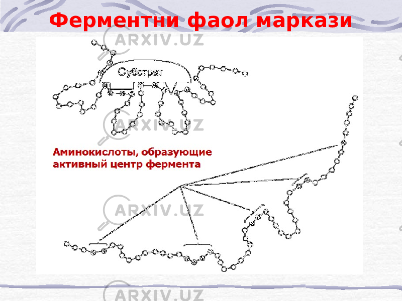 Ферментни фаол маркази 