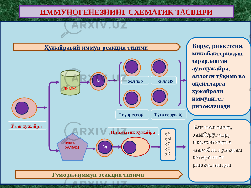 ИММУНОГЕНЕЗНИНГ СХЕМАТИК ТАСВИРИ ТИМУС Т хелпер Т супрессор Т ўта сезув. ҳ Ўзак ҳужайра Вирус, риккетсия, микобактериядан зарарланган аутоҳужайра, аллоген тўқима ва оқсилларга ҳужайрали иммунитет ривожланади БУРСА ХАЛТАСИ Ig A Ig M Ig G Ig E Ig D Бактериялар, замбуруғлар, паразитларга жавобан гуморал иммунитет ривожланадиПлазматик ҳужайра Т киллерТлҲужайравий иммун реакция тизими Гуморал иммун реакция тизими Вл 