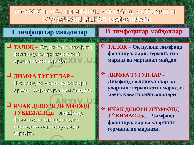 ИММУНОГЕНЕЗ – ПЕРИФЕРИК ЛИМФОИД АЪЗОЛАРНИНГ МОРФОФУНКЦИОНАЛ МАЙДОНЛАРИ Т лимфоцитар майдонлар  ТАЛОҚ – Оқ пульпа лимфоид фолликулалари марказий артериоласи атрофи.  ЛИМФА ТУГУНЛАР – Пўстлоқ ва мағиз қаватлари ораси – паракортикал майдон.  ИЧАК ДЕВОРИ ЛИМФОИД ТЎҚИМАСИда – лимфоид фолликулалар орасидаги посткапилляр венулалар атрофи. В лимфоцитар майдонлар  ТАЛОҚ – Оқ пульпа лимфоид фолликулалари, герминатив марказ ва маргинал майдон  ЛИМФА ТУГУНЛАР – Лимфоид фолликулалар ва уларнинг герминатив маркази, мағиз қавати синисоидлари  ИЧАК ДЕВОРИ ЛИМФОИД ТЎҚИМАСИда – Лимфоид фолликулалар ва уларнинг герминатив маркази. 