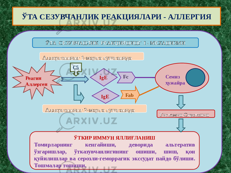 ЎТА СЕЗУВЧАНЛИК РЕАКЦИЯЛАРИ - АЛЛЕРГИЯ Реагин Аллерген IgEC5 Fc Семиз ҳужайра IgE FabАллергеннинг 1-марта тушганида Аллергеннинг 2-марта тушганида Гистамин Серотонин ЎТКИР ИММУН ЯЛЛИҒЛАНИШ Томирларнинг кенгайиши, деворида альтератив ўзгаришлар, ўтказувчанлигининг ошиши, шиш, қон қуйилишлар ва серозли-геморрагик экссудат пайдо бўлиши. Тошмалар тошиши. ЎТА СЕЗУВЧАНЛИК РЕАКЦИЯНИНГ I - МЕХАНИЗМИ 