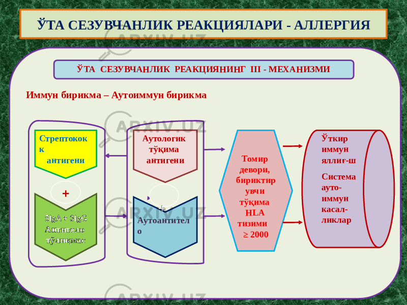 Иммун бирикма – Аутоиммун бирикма ЎТА СЕЗУВЧАНЛИК РЕАКЦИЯНИНГ III - МЕХАНИЗМИ Стрептокок к антигени 5IgA + 3IgG Антитело тўлиқмас + Аутологик тўқима антигени Аутоантител о + Томир девори, бириктир увчи тўқима HLA тизими ≥ 200 Ўткир иммун яллиғ-ш Система ауто- иммун касал- ликларЎТА СЕЗУВЧАНЛИК РЕАКЦИЯЛАРИ - АЛЛЕРГИЯ 