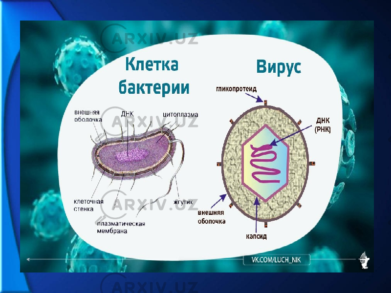Клеточное строение имеет бактерия вирус. Строение клетки вируса рисунок. Строение вирусов и бактерий. Клеточное строение бактерий и вирусов. Строение клетки бактерии и вируса.