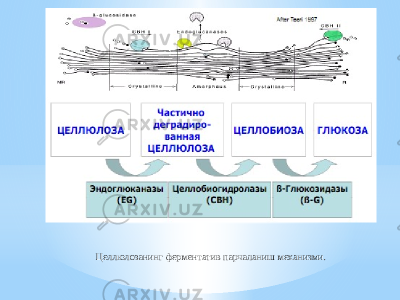 Целлюлозанинг ферментатив парчаланиш механизми. 