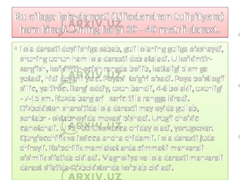 Bu oilaga lola daraxti (Liliodendron tulipifyera) ham kiradi. Uning bo’yi 30 - 40 metrli daraxt. • Lola daraxti deyilishiga sabab, guli lolaning guliga o’xshaydi, shuning uchun ham lola daraxti deb ataladi. U ko’kimtir- sarg’ish, ko’kimtir-oqish rangda bo’lib, kattaligi 5 sm ga yetadi, hidi deyarli yo&#39;q. Poyasi to’g’ri o’sadi. Poya po’stlog’i silliq, yaltiroq. Bargi oddiy, uzun bandli, 4-6 bolakli, uzunligi - 7-15 sm. Kuzda barglari sariq tilla rangga kiradi. O’zbekiston sharoitida lola daraxti may oyida gullab, sentabr - oktabr oyida mevasi pishadi. Urug’i cho’ziq qanotchali. U 25 - 30&#39;C sovuqqa chiday oladi, yorugsevar. Qurg’oqchilik va issiqqa ancha chidamli. Lola daraxti juda chiroyli. Ko’pchilik mamlakatlarda qimmatli manzarali o’simlik sifatida ekiladi. Magnoliya va lola daraxti manzarali daraxt sifatida O’zbekistonda ko’plab ekiladi. 3C 0D 01 3B 140D100407 1402 08 1407060607 0B0E35 46 1415 0F02 2F 1E 05 2602 