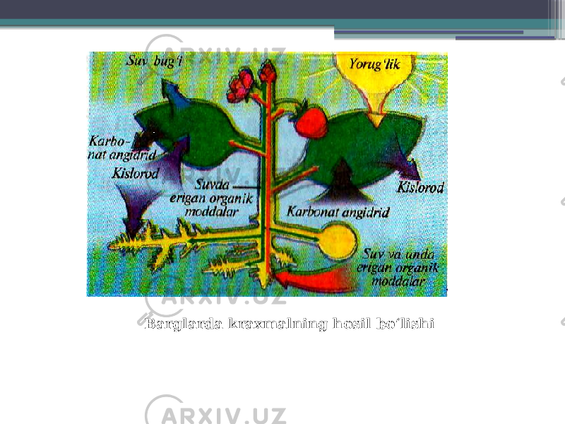 Barglarda kraxmalning hosil bo‘lishi 