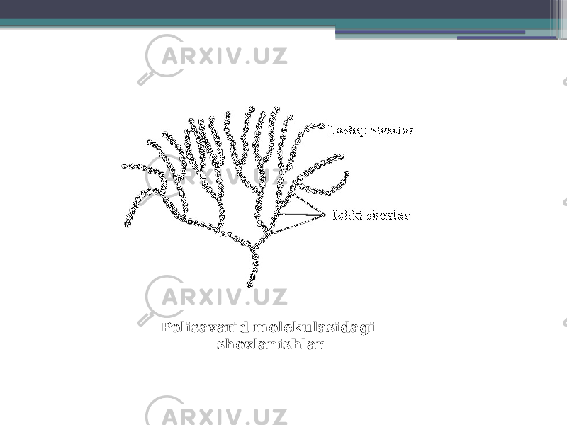 Polisaxarid molekulasidagi shoxlanishlar 