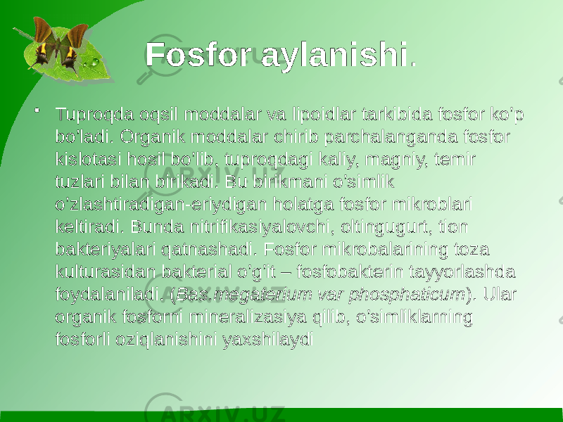 Fosfor aylanishi . • Tuproqda oqsil moddalar va lipoidlar tarkibida fosfor ko’p bo’ladi. Organik moddalar chirib parchalanganda fosfor kislotasi hosil bo’lib, tuproqdagi kaliy, magniy, temir tuzlari bilan birikadi. Bu birikmani o’simlik o’zlashtiradigan-eriydigan holatga fosfor mikroblari keltiradi. Bunda nitrifikasiyalovchi, oltingugurt, tion bakteriyalari qatnashadi. Fosfor mikrobalarining toza kulturasidan bakterial o’g’it – fosfobakterin tayyorlashda foydalaniladi. ( Bas.megaterium var phosphaticum ). Ular organik fosforni mineralizasiya qilib, o’simliklarning fosforli oziqlanishini yaxshilaydi 