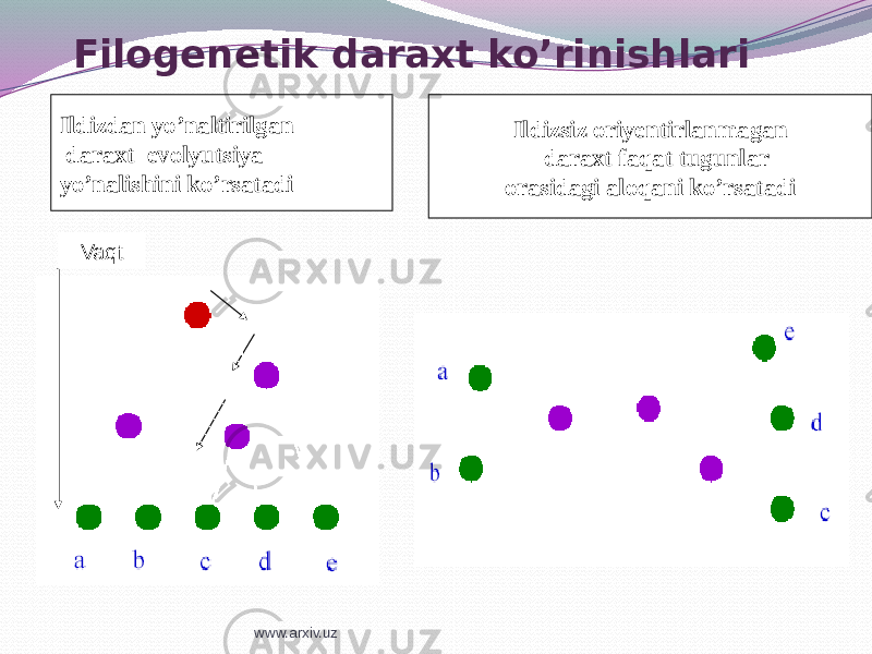 Filogenetik daraxt ko’rinishlari Ildizdan yo’naltirilgan daraxt evolyutsiya yo’nalishini ko’rsatadi Ildizsiz oriyentirlanmagan daraxt faqat tugunlar orasidagi aloqani ko’rsatadi Vaqt www.arxiv.uz 