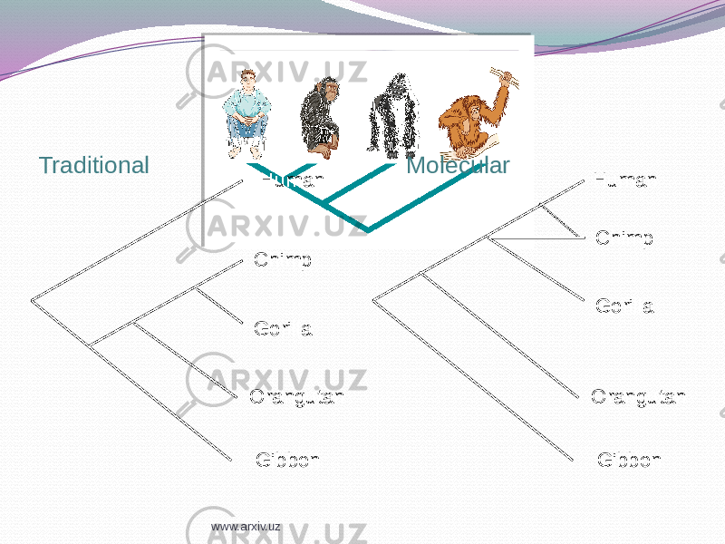 Human Chimp Gorilla Orangutan GibbonTraditional Human Chimp Gorilla Orangutan GibbonMolecular www.arxiv.uz 