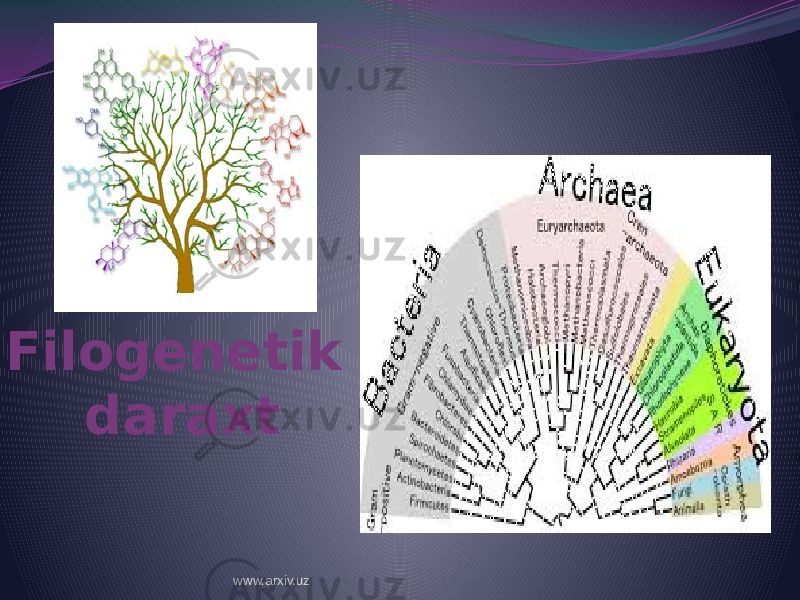 Filogenetik daraxt www.arxiv.uz 