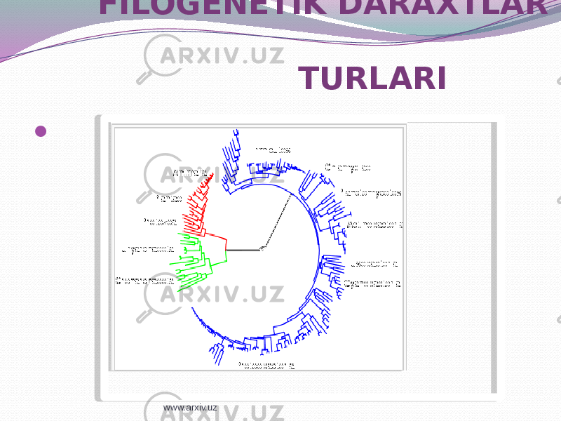 FILOGENETIK DARAXTLAR TURLARI  www.arxiv.uz0101 