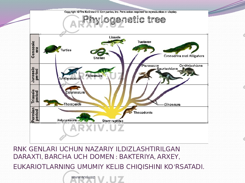 RNK GENLARI UCHUN NAZARIY ILDIZLASHTIRILGAN DARAXTI , BARCHA UCH DOMEN : BAKTERIYA , ARXEY , EUKARIOTLARNING UMUMIY KELIB CHIQISHINI KO ’ RSATADI . www.arxiv.uz 