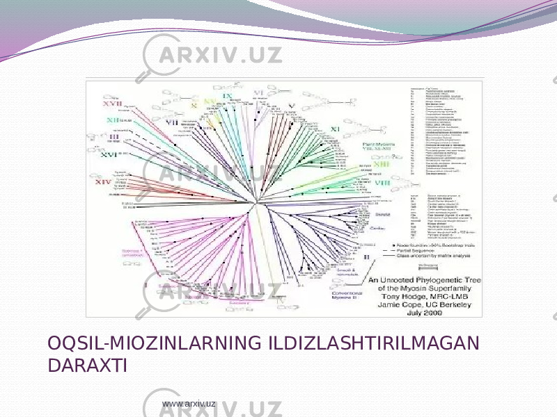 OQSIL - MIOZINLARNING ILDIZLASHTIRILMAGAN DARAXTI www.arxiv.uz 