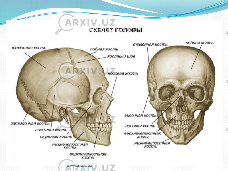 Чем можно объяснить легкость черепа. Строение скелета головы. Название костей черепа. Кости головы человека анатомия. Лицевые кости черепа человека анатомия.