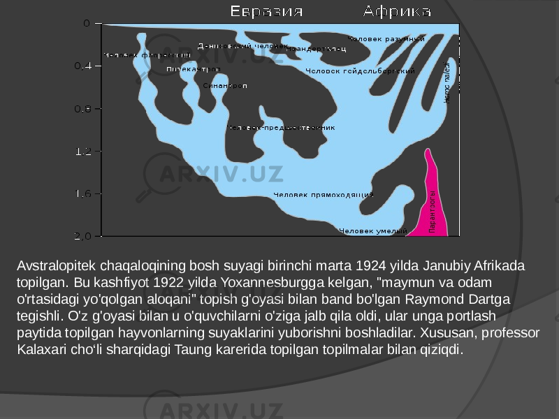 Avstralopitek chaqaloqining bosh suyagi birinchi marta 1924 yilda Janubiy Afrikada topilgan. Bu kashfiyot 1922 yilda Yoxannesburgga kelgan, &#34;maymun va odam o&#39;rtasidagi yo&#39;qolgan aloqani&#34; topish g&#39;oyasi bilan band bo&#39;lgan Raymond Dartga tegishli. O&#39;z g&#39;oyasi bilan u o&#39;quvchilarni o&#39;ziga jalb qila oldi, ular unga portlash paytida topilgan hayvonlarning suyaklarini yuborishni boshladilar. Xususan, professor Kalaxari cho‘li sharqidagi Taung karerida topilgan topilmalar bilan qiziqdi. 