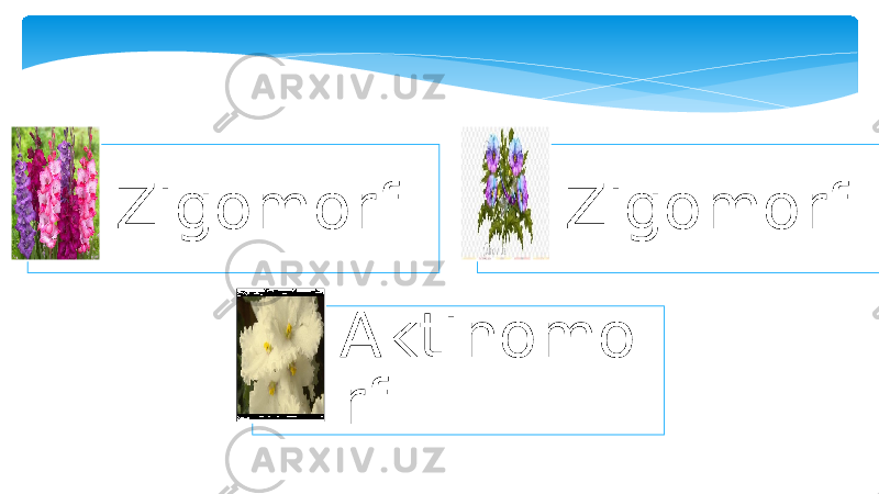 Zigomorf Zigomorf Aktinomo rf 