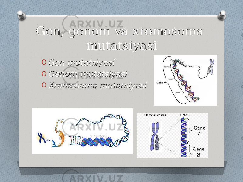 Gen, genom va xromosoma mutatsiyasi O Gen mutatsiyasi O Genom mutatsiyasi O Xromosoma mutatsiyasi 