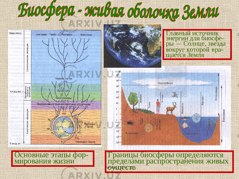 Основные этапы фор- мирования жизни Границы биосферы определяются пределами распространения живых существ Главный источник энергии для биосфе- ры – Солнце, звезда вокруг которой вра- щается Земля www.arxiv.uz 