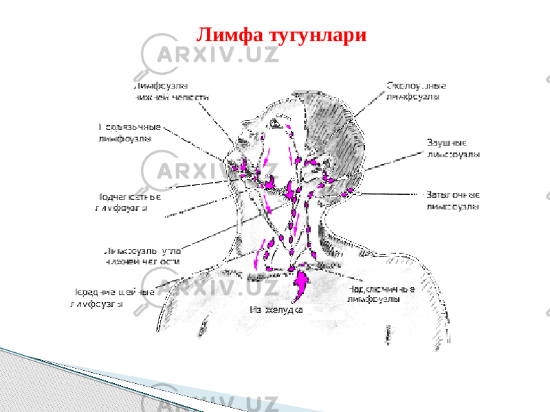 Лимфа тугунлари 