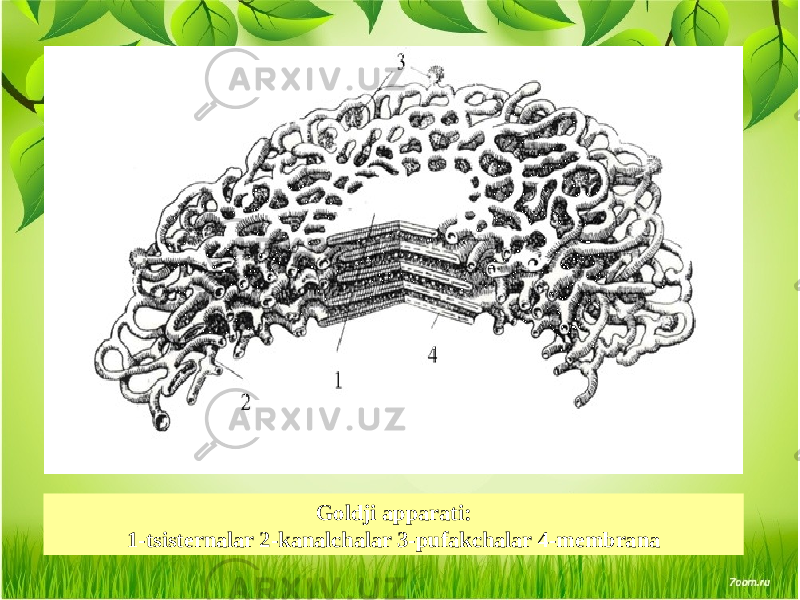 Goldji apparati: 1-tsistеrnalar 2-kanalchalar 3-pufakchalar 4-mеmbrana 