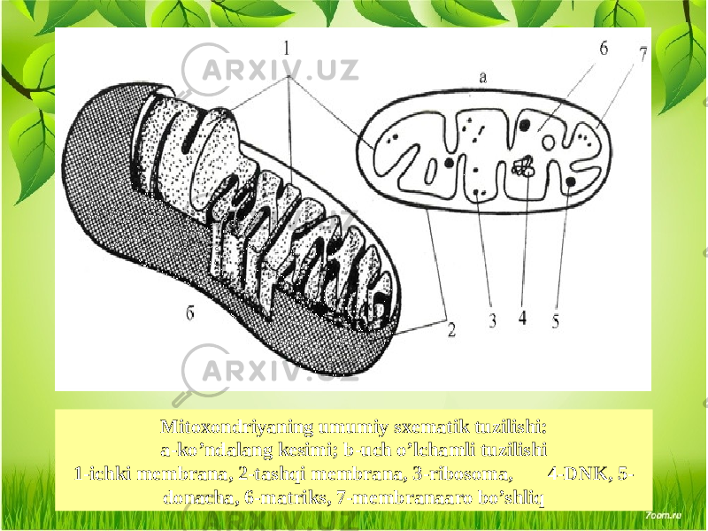 Mitoxondriyaning umumiy sxеmatik tuzilishi: a-ko’ndalang kеsimi; b-uch o’lchamli tuzilishi 1-ichki mеmbrana, 2-tashqi mеmbrana, 3-ribosoma, 4-DNK, 5- donacha, 6-matriks, 7-mеmbranaaro bo’shliq 