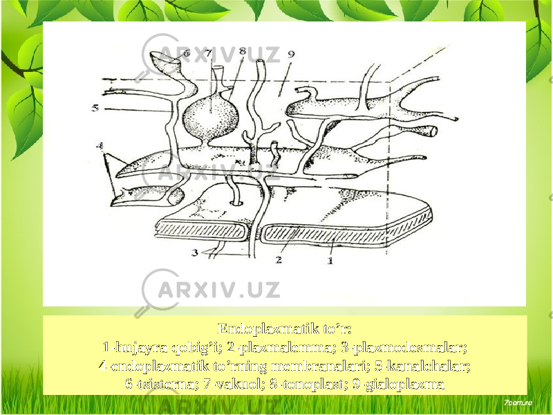 Endoplazmatik to’r: 1-hujayra qobig’i; 2-plazmalеmma; 3-plazmodеsmalar; 4-endoplazmatik to’rning mеmbranalari; 5-kanalchalar; 6-tsistеrna; 7-vakuol; 8-tonoplast; 9-gialoplazma 