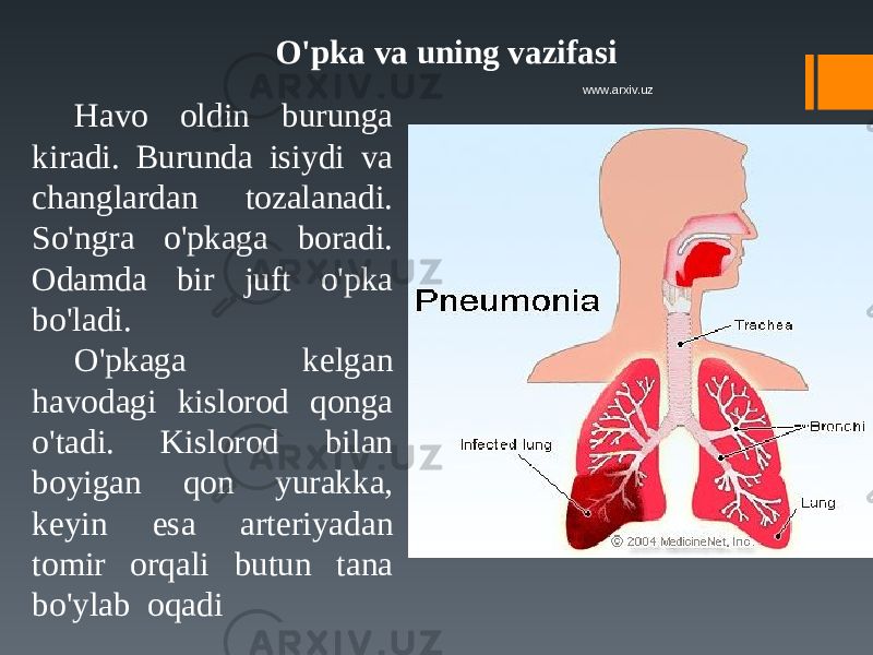 O&#39;pka va uning vazifasi Havo oldin burunga kiradi. Burunda isiydi va changlardan tozalanadi. So&#39;ngra o&#39;pkaga boradi. Odamda bir juft o&#39;pka bo&#39;ladi. O&#39;pkaga kelgan havodagi kis lorod qonga o&#39;tadi. Kislorod bilan boyigan qon yurakka, keyin esa arteriyadan tomir orqali butun tana bo&#39;ylab oqadi www.arxiv.uz 