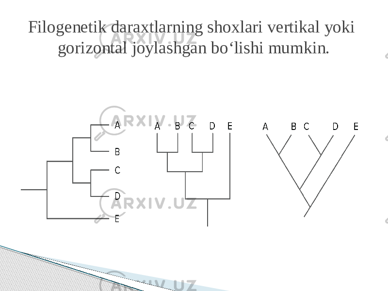 Filogenetik daraxtlarning shoxlari vertikal yoki gorizontal joylashgan boʻlishi mumkin. 