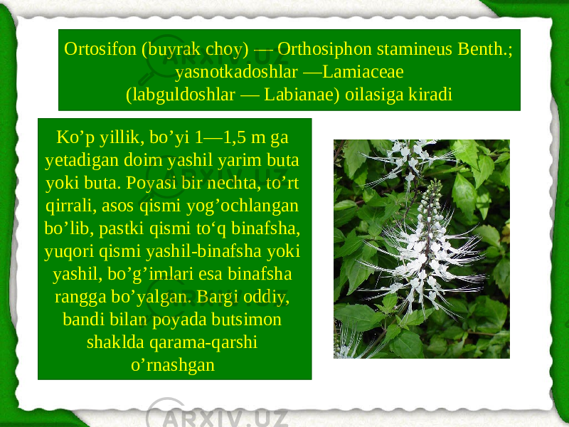 Ortosifon (buyrak choy) — Orthosiphon stamineus Benth.; yasnotkadoshlar —Lamiaceae (labguldoshlar — Labianae) oilasiga kiradi Ko’p yillik, bo’yi 1—1,5 m ga yetadigan doim yashil yarim buta yoki buta. Poyasi bir nechta, to’rt qirrali, asos qismi yog’ochlangan bo’lib, pastki qismi to‘q binafsha, yuqori qismi yashil-binafsha yoki yashil, bo’g’imlari esa binafsha rangga bo’yalgan. Bargi oddiy, bandi bilan poyada butsimon shaklda qarama-qarshi o’rnashgan . 