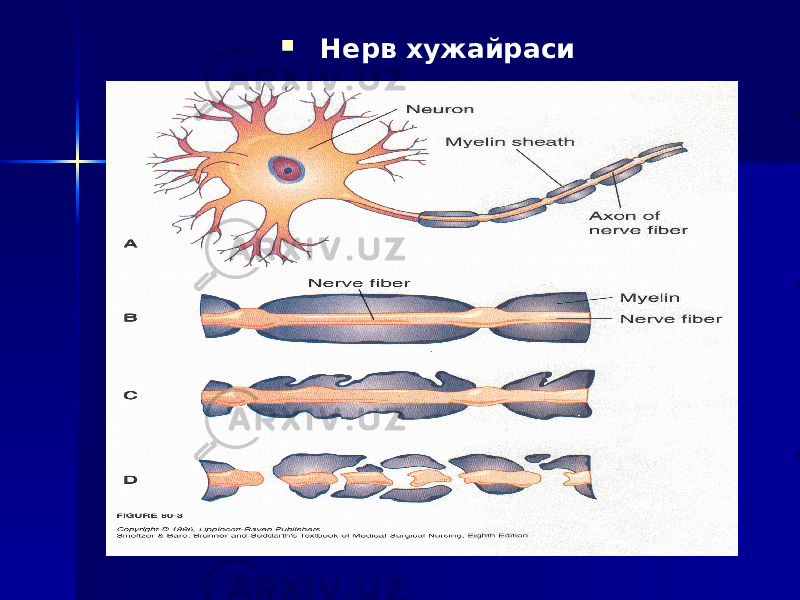           Нерв хужайраси 