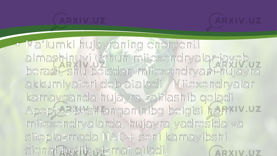 • Ma’lumki hujayraning energenti almashinuvi uchun mitoxondryalar javob beradi, shu boisdan mitoxondryani hujayra akkumlyatori deb ataladi.  Mitoxondryalar kamayganda hujayra zaiflashib qoladi. Apoptoz boshlanganinibg belgisi ham mitoxondryalarda, hujayra yadrosida va sitoplazmada NAD+ soni kamayibshi signal bo’lib xizmat qiladi. 