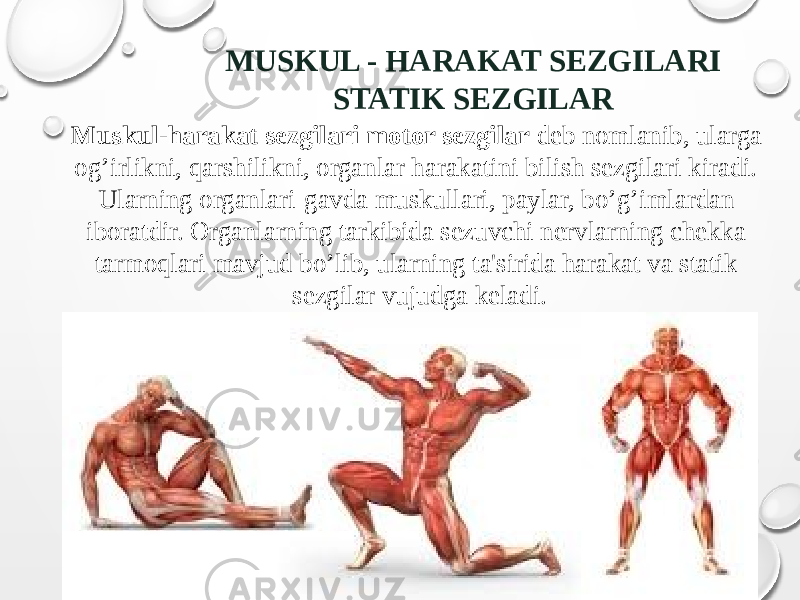 MUSKUL - HARAKAT SEZGILARI STATIK SEZGILAR Muskul-harakat sezgilari motor sezgilar deb nomlanib, ularga og’irlikni, qarshilikni, organlar harakatini bilish sezgilari kiradi. Ularning organlari-gavda muskullari, paylar, bo’g’imlardan iboratdir. Organlarning tarkibida sezuvchi nervlarning chekka tarmoqlari mavjud bo’lib, ularning ta&#39;sirida harakat va statik sezgilar vujudga keladi. 