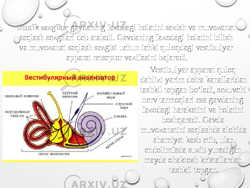 Statik sezgilar gavdaning fazodagi holatini sezish va muvozanat saqlash sezgilari deb ataladi. Gavdaning fazodagi holatini bilish va muvozanat saqlash sezgisi uchun ichki quloqdagi vestibulyar apparat retseptor vazifasini bajaradi. Vestibulyar apparat quloq dahlizi yarim doira kanallaridan tashkil topgan bo’ladi, sezuvchi nerv tarmoqlari esa gavdaning fazodagi harakatini va holatini boshqaradi. Gavda muvozanatini saqlashda alohida ahamiyat kasb etib, ular endolimfada suzib yuradigan mayda ohaktosh kristallardan tashkil topgan. 