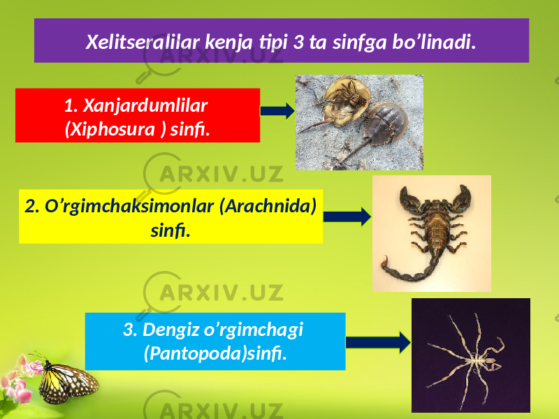 Xelitseralilar kenja tipi 3 ta sinfga bo’linadi. 3. Dengiz o’rgimchagi (Pantopoda)sinfi.1. Xanjardumlilar (Xiphosura ) sinfi. 2. O’rgimchaksimonlar (Arachnida) sinfi. 