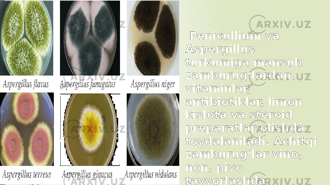  Penicullium va Aspergillus turkumiga mansub zamburugʻlardan vitaminlar, antibiotiklar, limon kislota va steroid preparatlar olishda foydalaniladi. Achitqi zamburugʻlar vino, non, pivo tayyorlashda ishlatiladi 