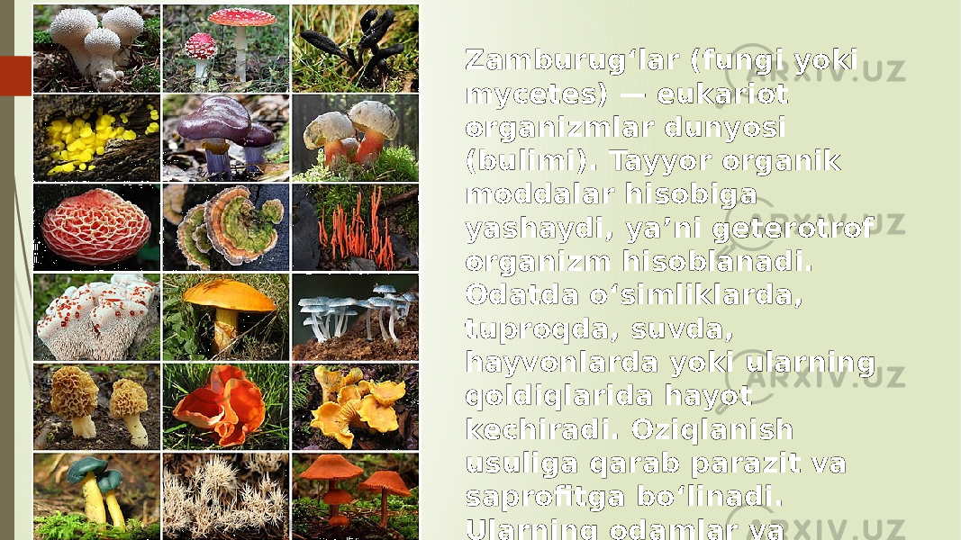 Zamburugʻlar (fungi yoki mycetes) — eukariot organizmlar dunyosi (bulimi). Tayyor organik moddalar hisobiga yashaydi, yaʼni geterotrof organizm hisoblanadi. Odatda oʻsimliklarda, tuproqda, suvda, hayvonlarda yoki ularning qoldiqlarida hayot kechiradi. Oziqlanish usuliga qarab parazit va saprofitga boʻlinadi. Ularning odamlar va hayvonlar uchun zararli va foydali yuz mingdan ortiq turi uchraydi. Zamburugʻlar haqidagi fan mikologiya deb ataladi. 