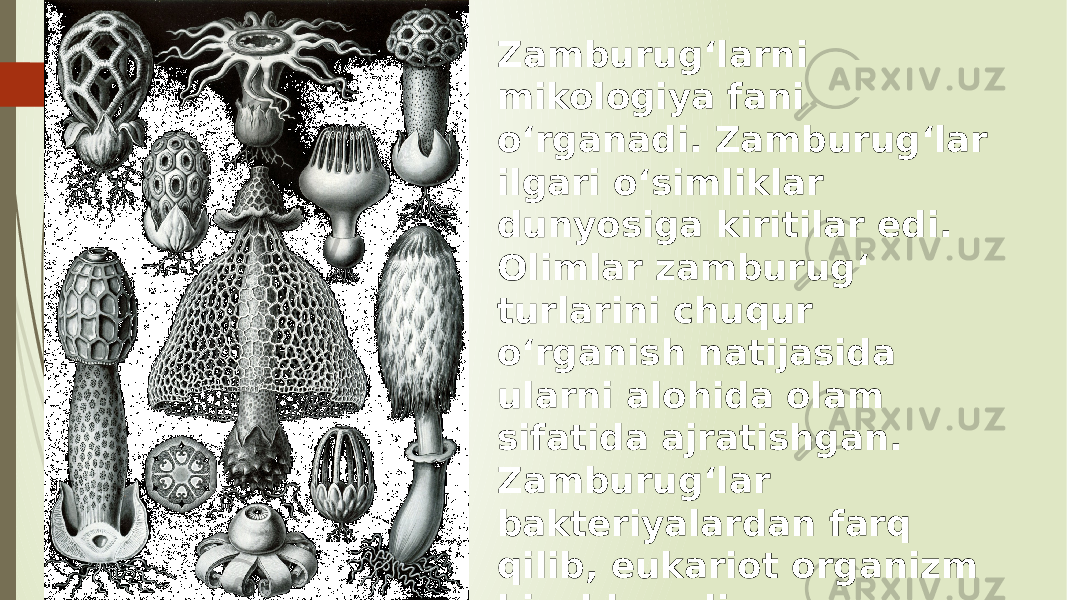 Zamburugʻlarni mikologiya fani oʻrganadi. Zamburugʻlar ilgari oʻsimliklar dunyosiga kiritilar edi. Olimlar zamburugʻ turlarini chuqur oʻrganish natijasida ularni alohida olam sifatida ajratishgan. Zamburugʻlar bakteriyalardan farq qilib, eukariot organizm hisoblanadi. Zamburugʻlar o&#39;simliklar kabi erkin harakatlana olmaydi, hayvonlarga oʻxshab geterotrof oziqlanadi. 