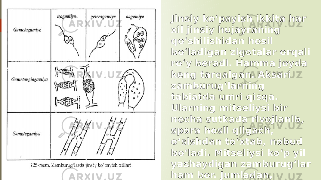 Jinsiy koʻpayish ikkita har xil jinsiy hujayraning qoʻshilishidan hosil boʻladigan zigotalar orqali roʻy beradi. Hamma joyda keng tarqalgan. Aksari zamburugʻlarning tabiatda umri qisqa. Ularning mitseliysi bir necha sutkada rivojlanib, spora hosil qilgach, oʻsishdan toʻxtab, nobud boʻladi. Mitseliysi koʻp yil yashaydigan zamburugʻlar ham bor. Jumladan, patogen va parazit zamburugʻlar mitseliysi bir necha yillab yashaydi. 