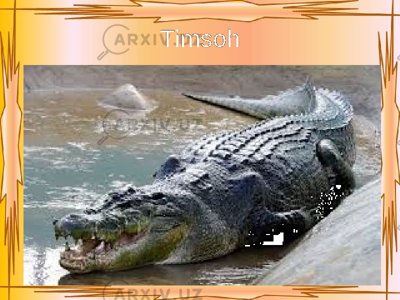 Timsoh 