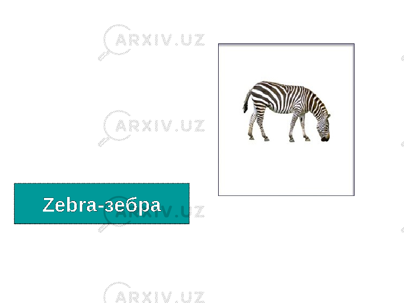 Zebra- зебра 