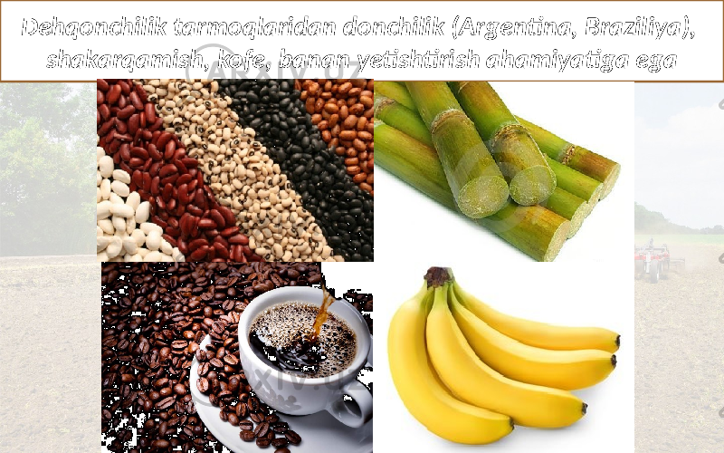 Dehqonchilik tarmoqlaridan donchilik (Argentina, Braziliya), shakarqamish, kofe, banan yetishtirish ahamiyatiga ega 
