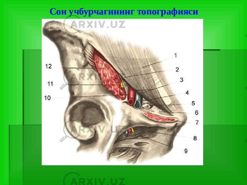 Сон учбурчагининг топографияси 