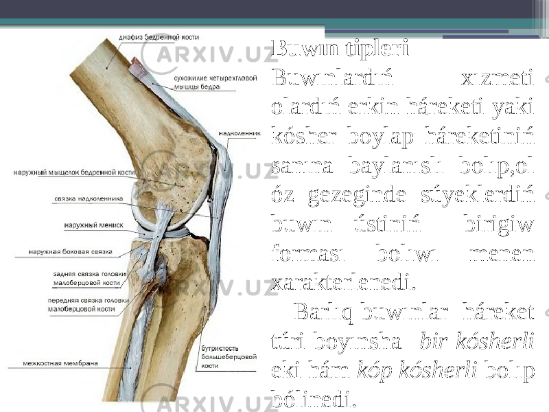 Buwın tipleri Buwınlardıń xızmeti olardıń erkin háreketi yaki kósher boylap háreketiniń sanına baylanıslı bolıp,ol óz gezeginde súyeklerdiń buwın ústiniń birigiw forması bolıwı menen xarakterlenedi. Barlıq buwınlar háreket túri boyınsha bir kósherli eki hám kóp kósherli bolıp bólinedi. 